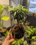 Ficus Ginseng (bonsaï)