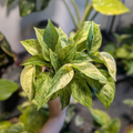 Pothos Marble Queen