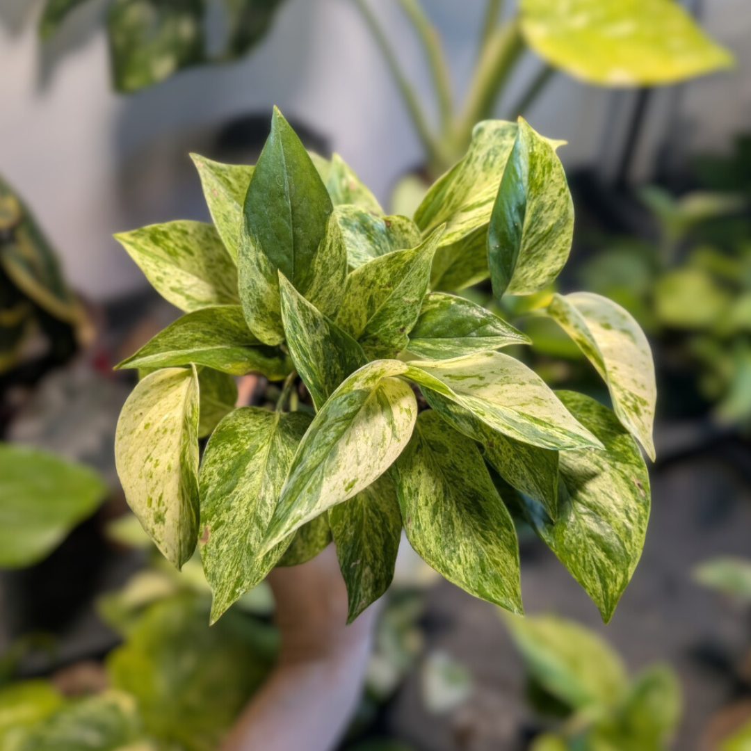 Pothos Marble Queen