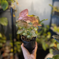 Syngonium rose (Neon / Pink Allusion)