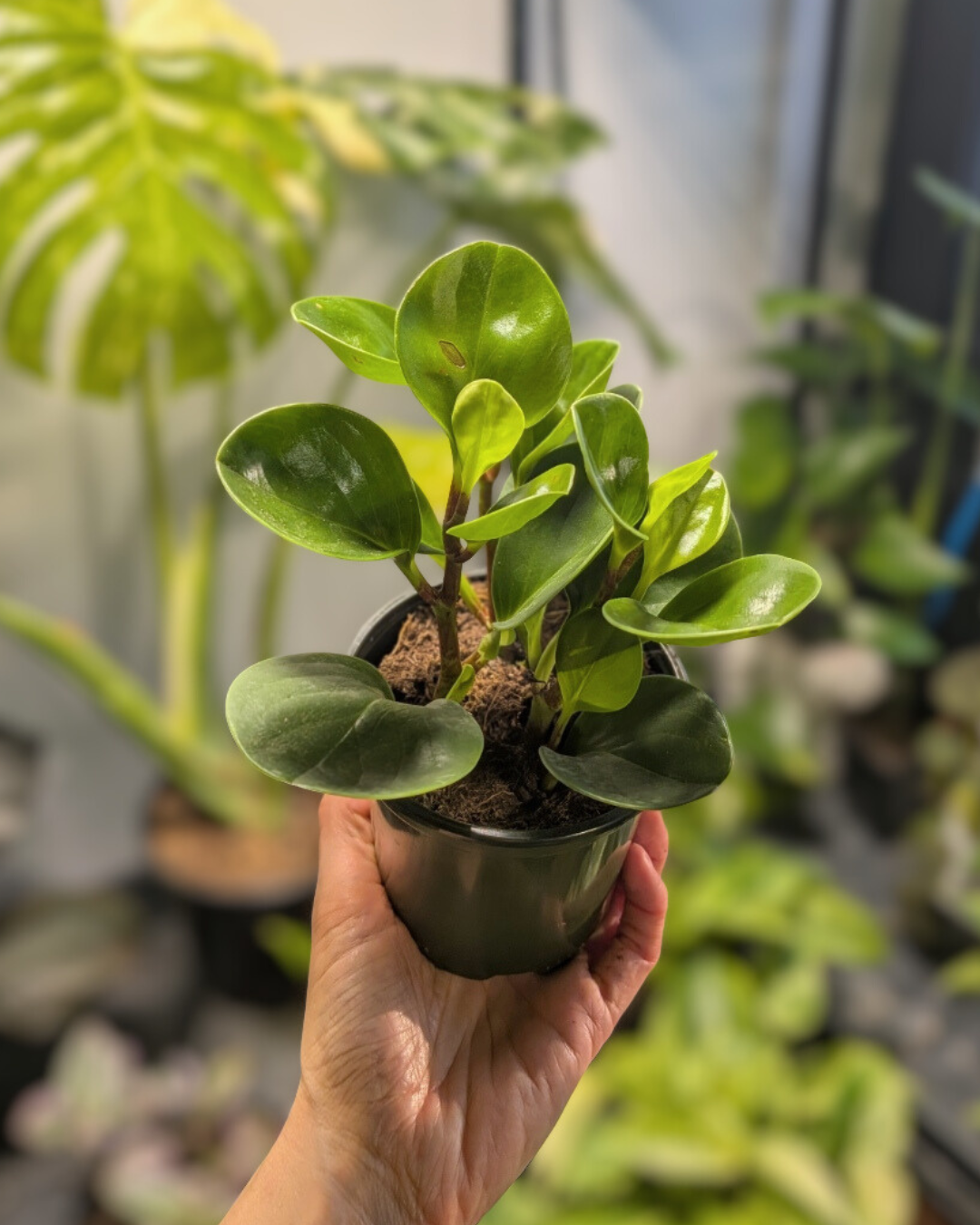 Peperomia obtusifolia