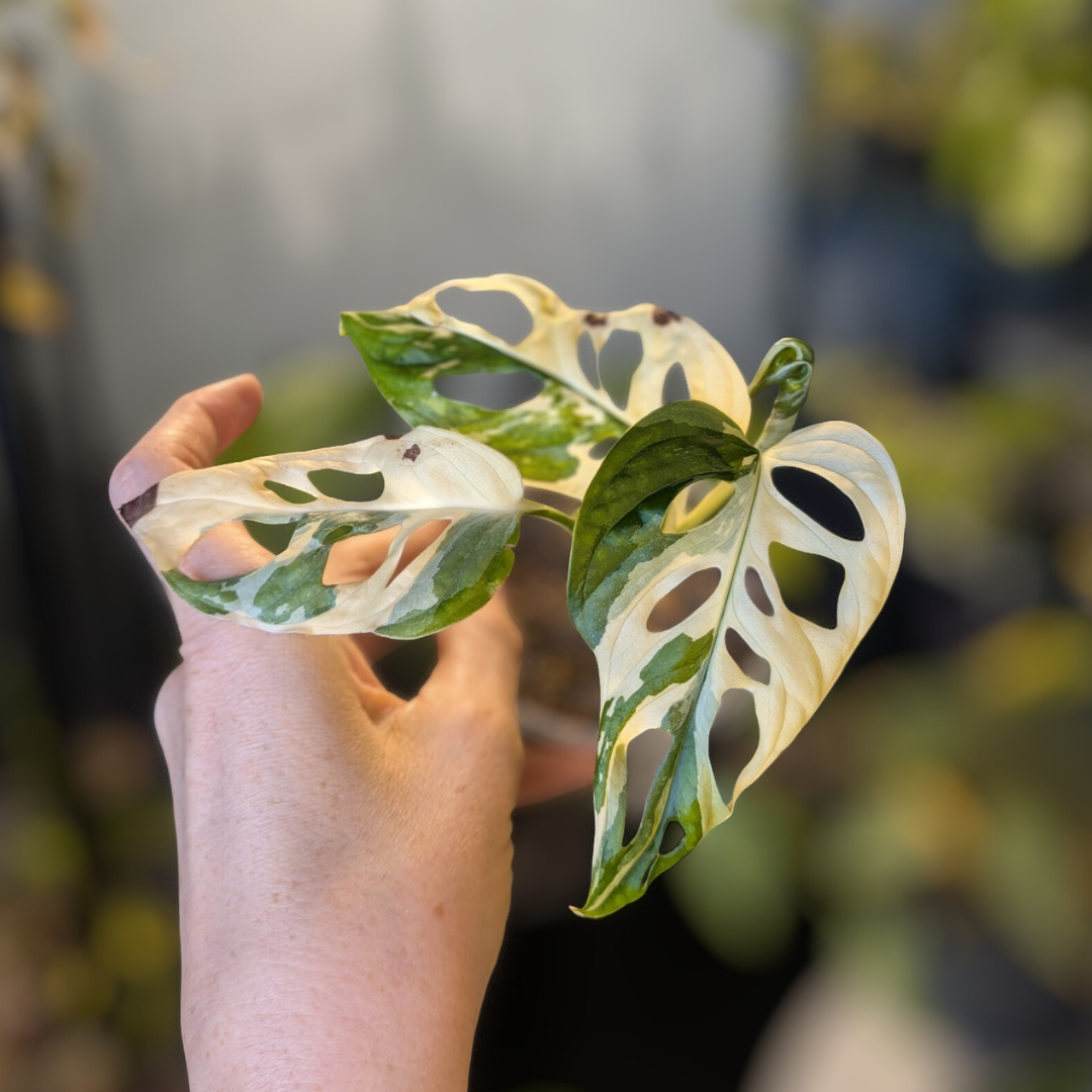 Monstera adansonii variegata (albo)