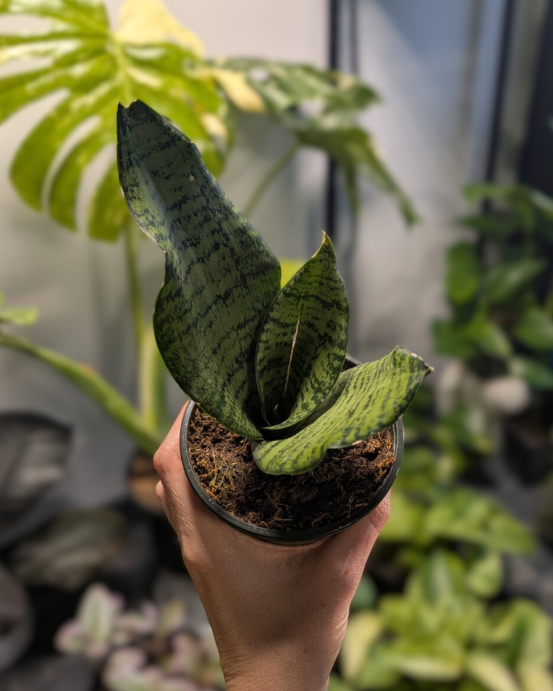 Sansevieria Hahnii (langue de belle-mère)