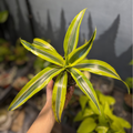 Dracaena fragrans ‘Lemon Lime’ (Dracaena Lemon Lime)