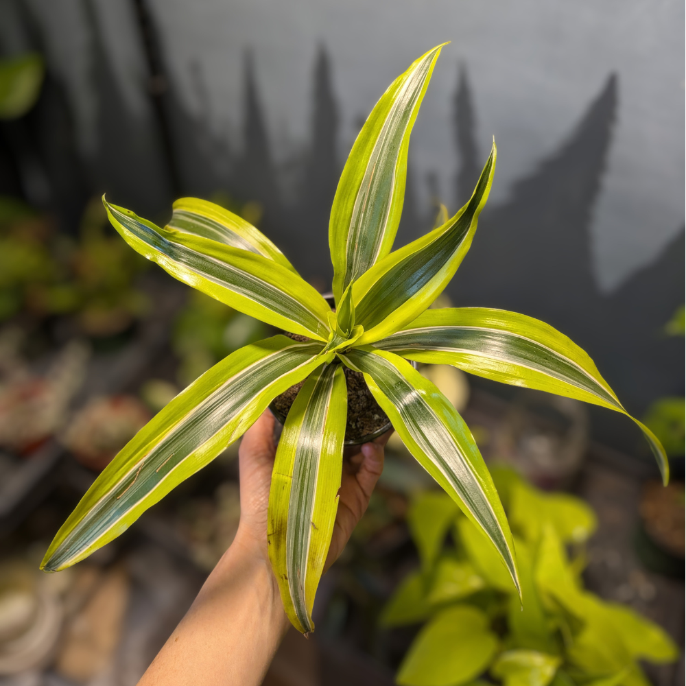 Dracaena fragrans ‘Lemon Lime’ (Dracaena Lemon Lime)