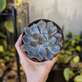 Echeveria