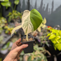 Monstera Deliciosa Albo