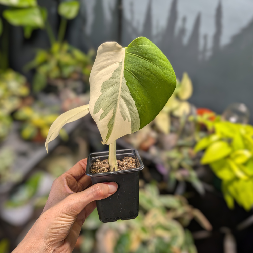 Monstera Deliciosa Albo