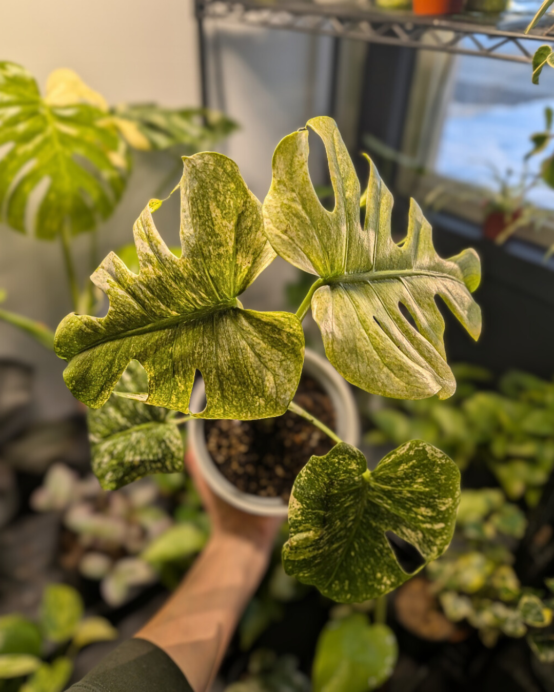 Monstera Mint (variegata) – 4 feuilles