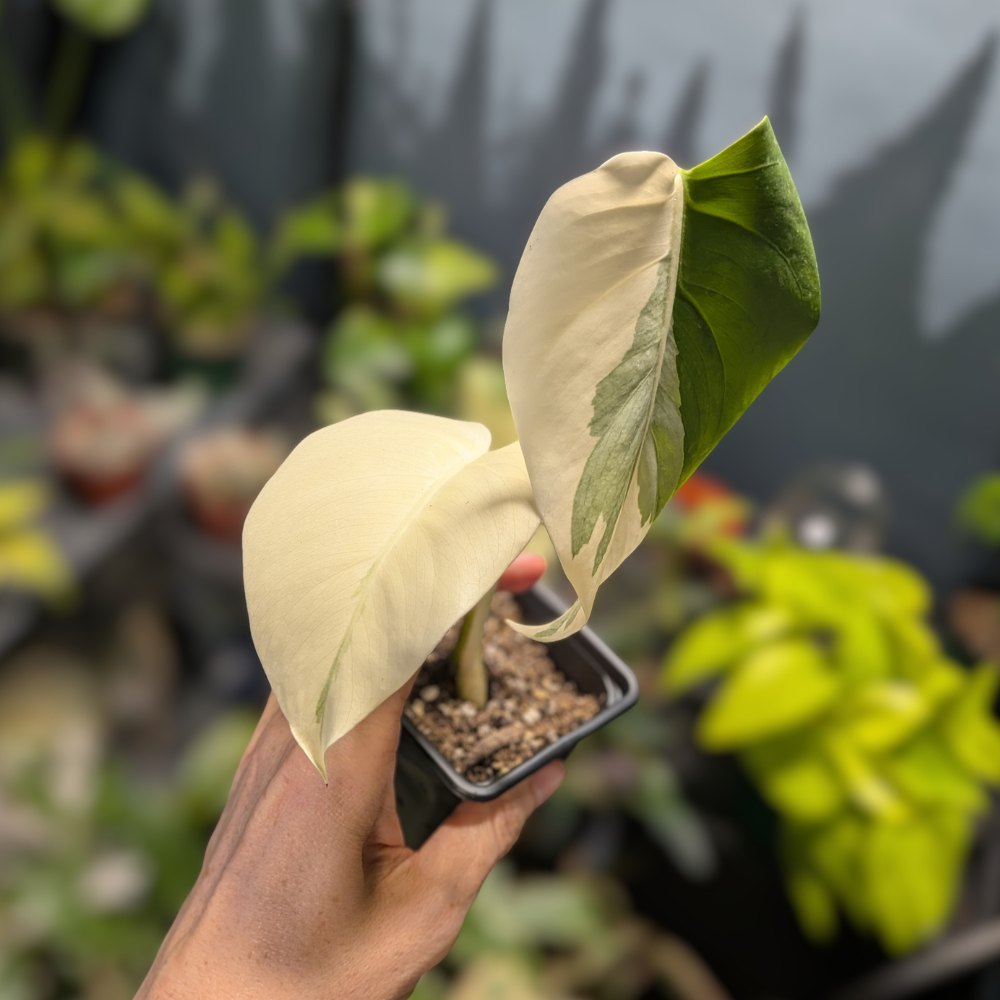 Monstera Deliciosa Albo