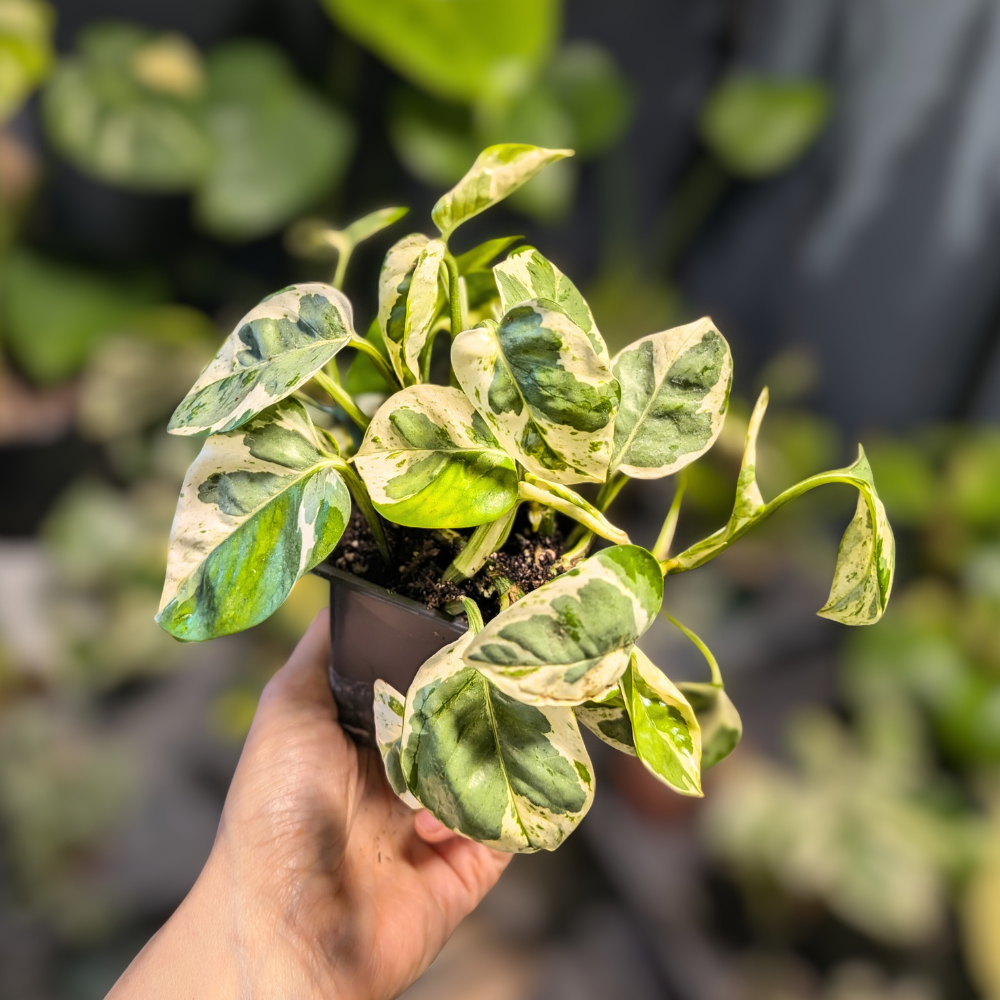 Epipremnum aureum ‘Pearls & Jade’ (Pothos Pearls & Jade)