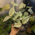 Epipremnum aureum ‘Snow Queen’ (Pothos Snow Queen)