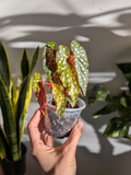 Begonia maculata ‘Wightii’ (Bégonia à pois / Polka Dot Begonia)