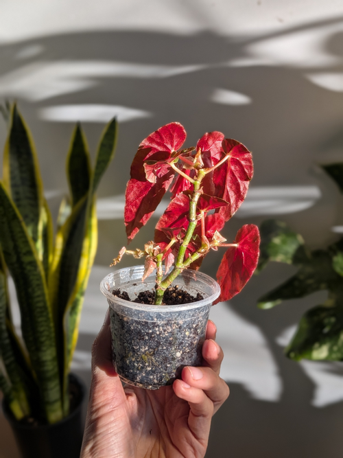 Begonia maculata ‘Wightii’ (Bégonia à pois / Polka Dot Begonia)