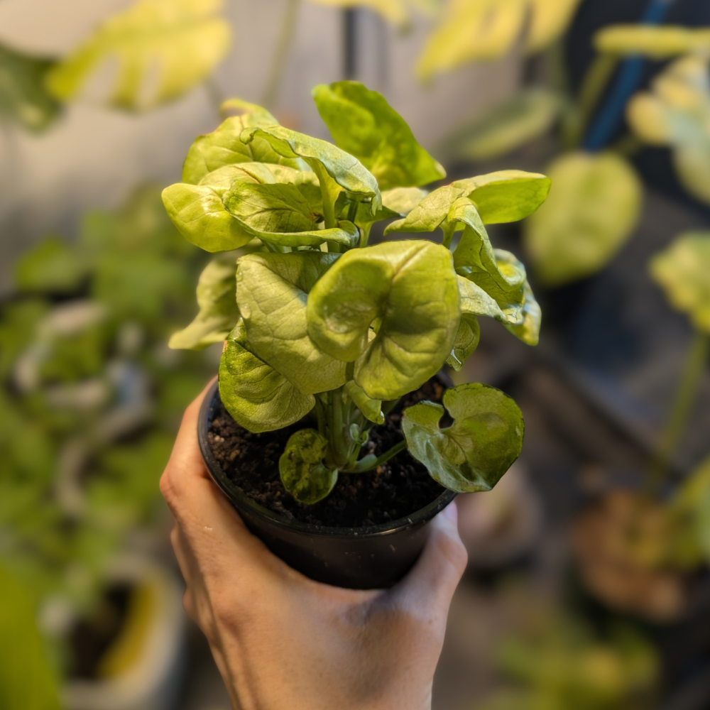 Syngonium podophyllum ‘Lime Green’