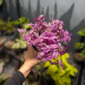 Tradescantia Zebrina Pink Paradise