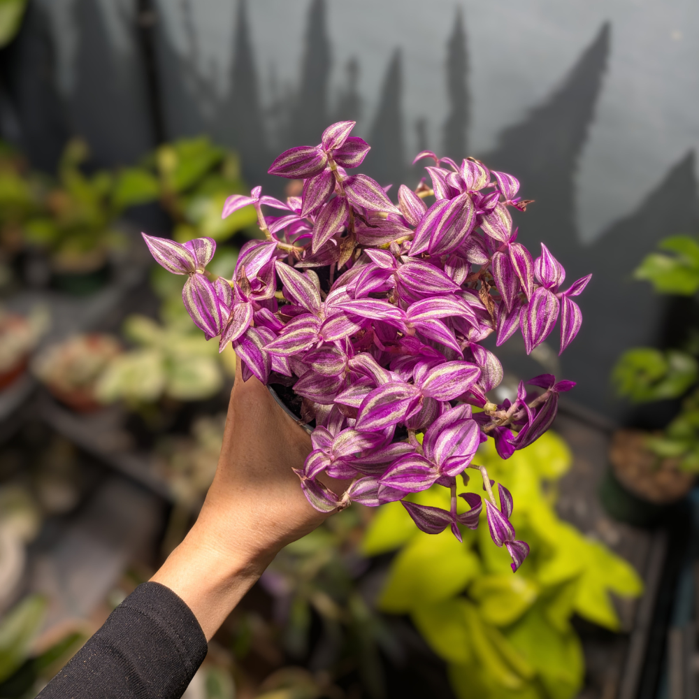 Tradescantia Zebrina Pink Paradise